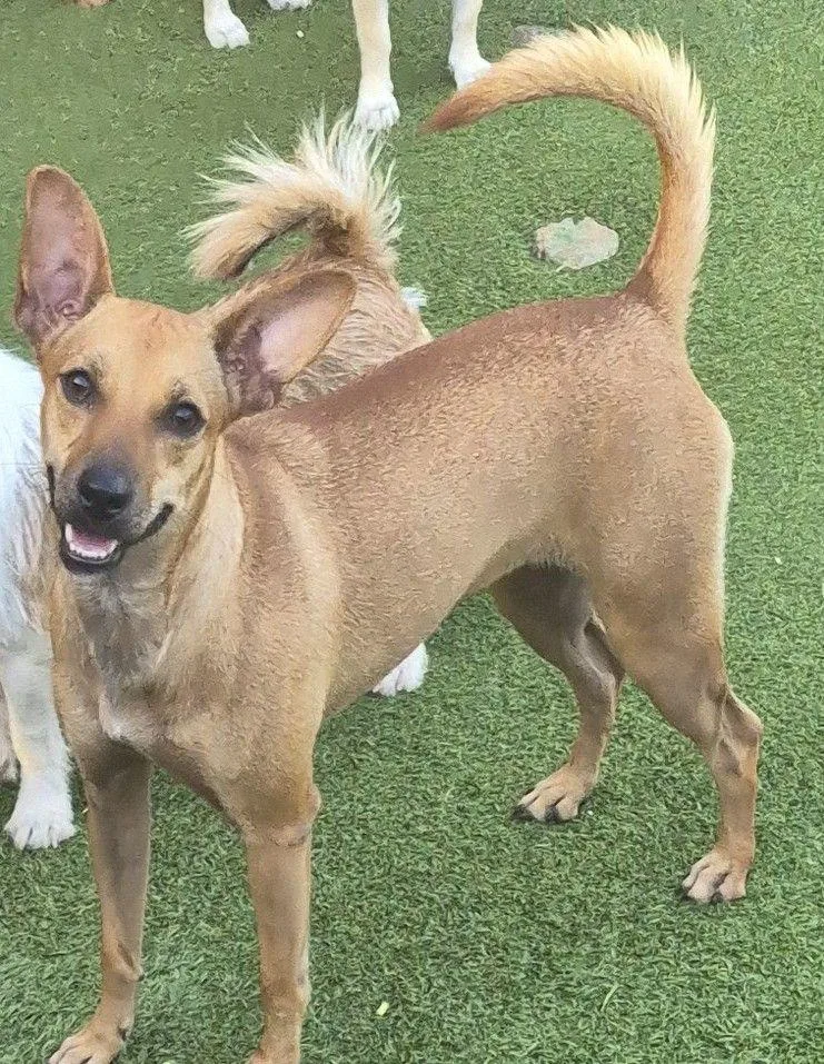 An adult small-sized female Golden Chihuahua dog named Zara for adoption in Carrollton, TX