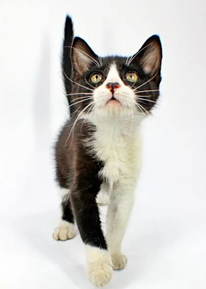 A baby small-sized male Domestic Short Hair cat named Kit Kat for adoption in Morton Grove, IL