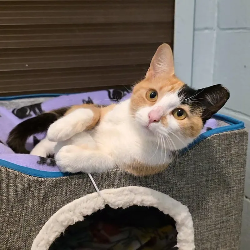 A young medium-sized female Calico Domestic Short Hair cat named Nadia for adoption in Smithtown, NY