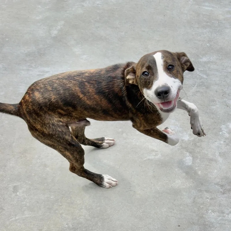 A young medium-sized male Plott Hound dog named Winnie for adoption in Birmingham, AL
