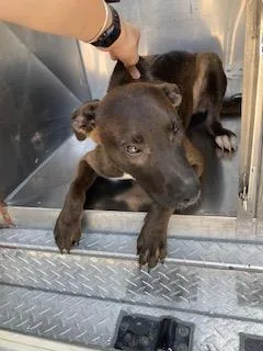 A baby large-sized female Mixed Breed dog named Luna for adoption in Dallas, TX