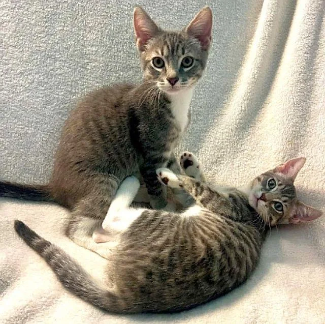 A baby medium-sized female Egyptian Mau cat named Sasha for adoption in Powder Springs, GA