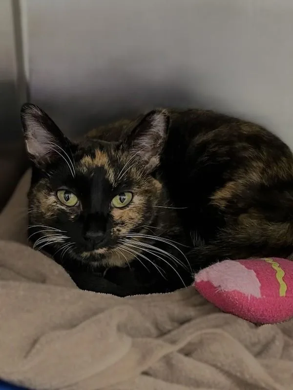 An adult medium-sized female Domestic Short Hair cat named Birdie for adoption in Roanoke, VA