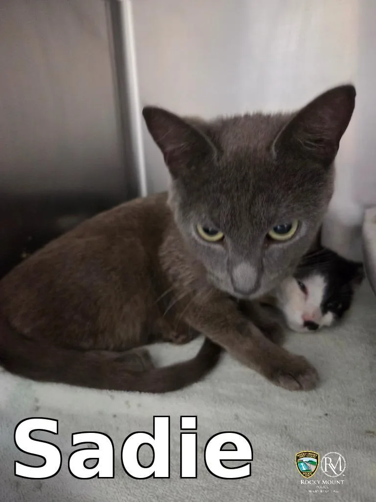 A young small-sized female Domestic Short Hair cat named Sadie for adoption in Rocky Mount, NC
