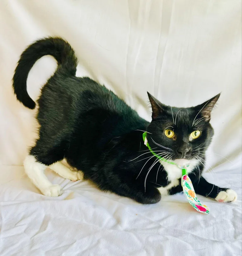 An adult medium-sized male Domestic Short Hair cat named Baxter for adoption in Margate, FL