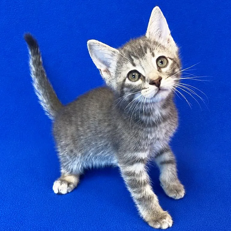 A baby small-sized male Gray / Blue / Silver Domestic Short Hair cat named Rebate for adoption in Mount Juliet, TN