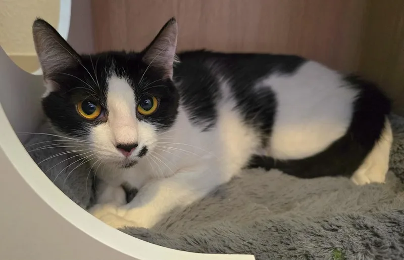 A baby small-sized female Black & White / Tuxedo Domestic Short Hair cat named Woodland for adoption in Vancouver, WA