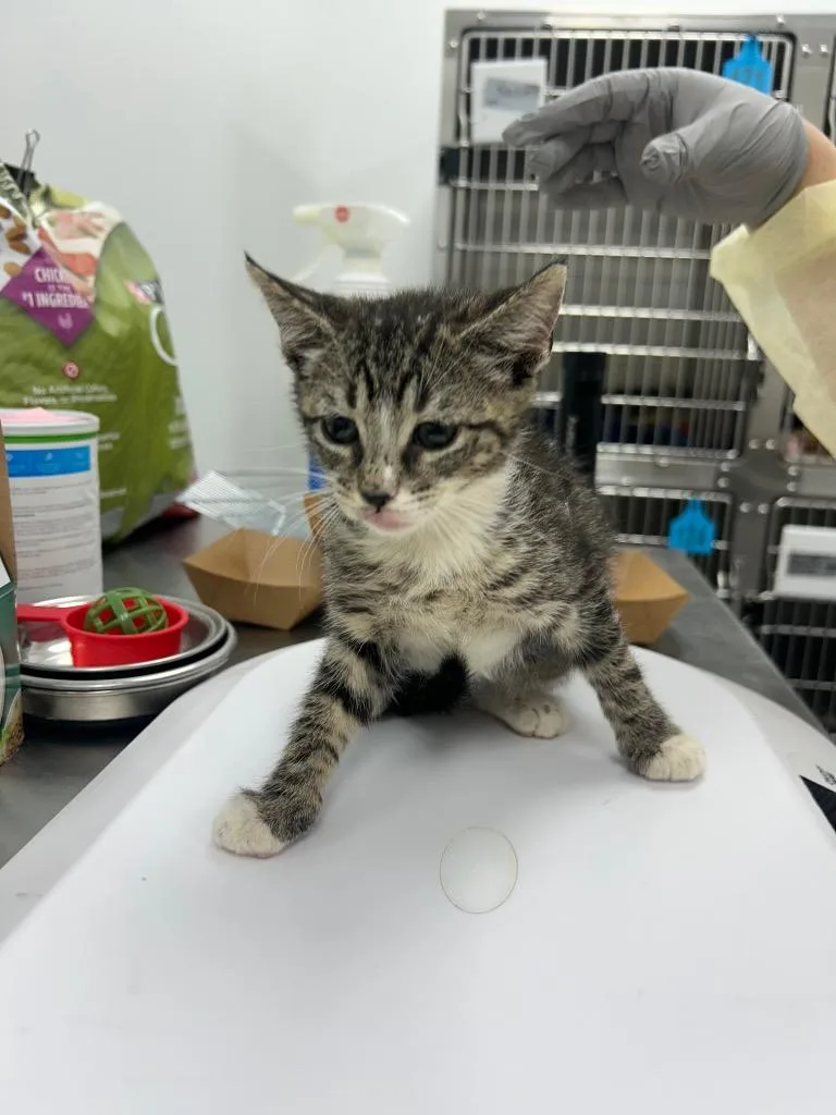 A baby small-sized female Domestic Short Hair cat named Daphne for adoption in Hartsville, SC