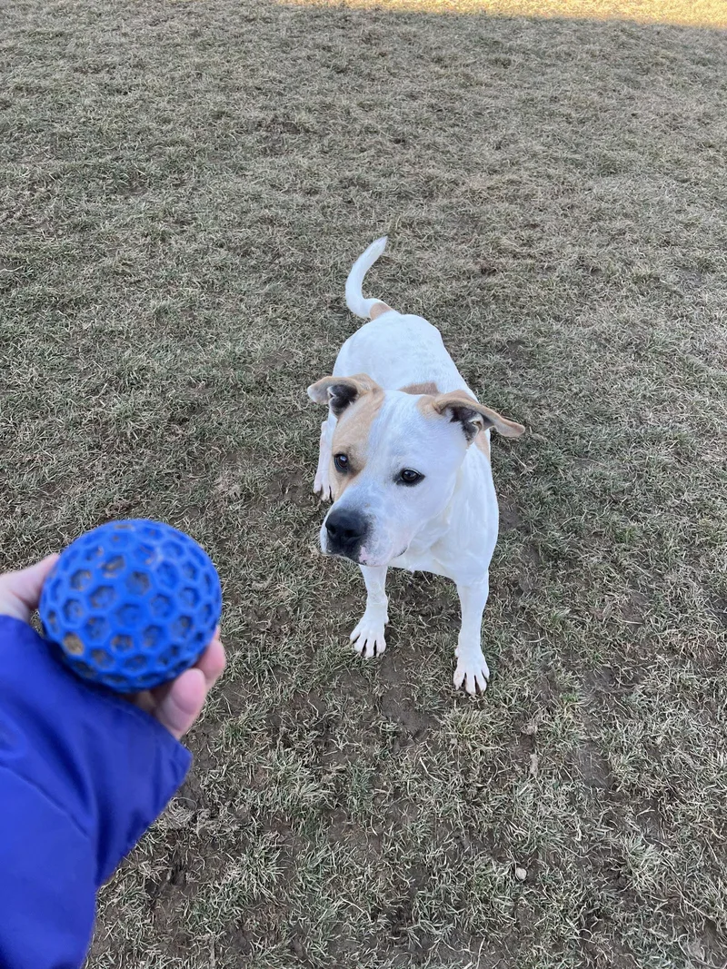 Pound Dogwaylon  Courtesy thumbnail 2