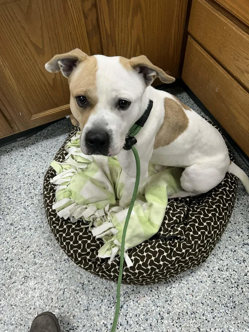 Pound Dogwaylon  Courtesy thumbnail 3