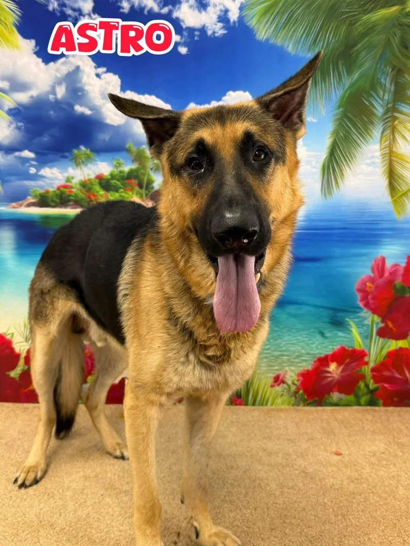 An adult large-sized male Tricolor (Brown, Black, & White) German Shepherd Dog dog named Astro for adoption in Flint, MI
