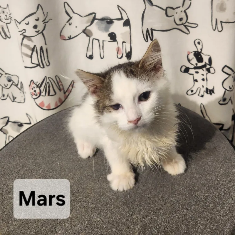 Mars thumbnail 2
