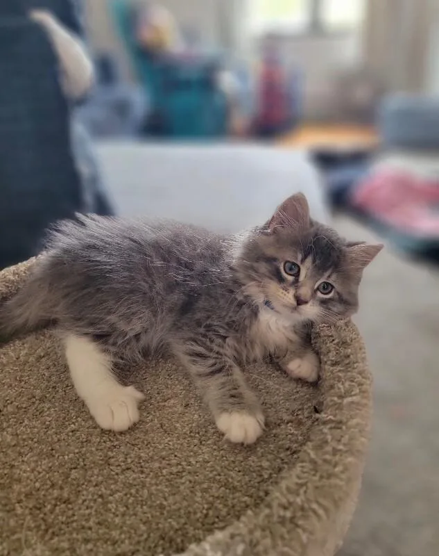 A young medium-sized male Tabby (Brown / Chocolate) Domestic Long Hair cat named Alvin for adoption in North Babylon, NY