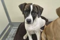 A baby medium-sized female Mixed Breed dog named Butterfly for adoption in West Chester, PA