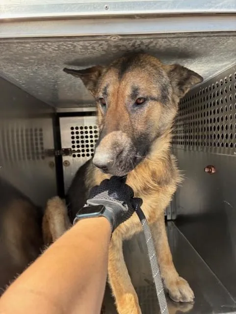 An adult large-sized male German Shepherd Dog dog named Joey for adoption in Phoenix, AZ