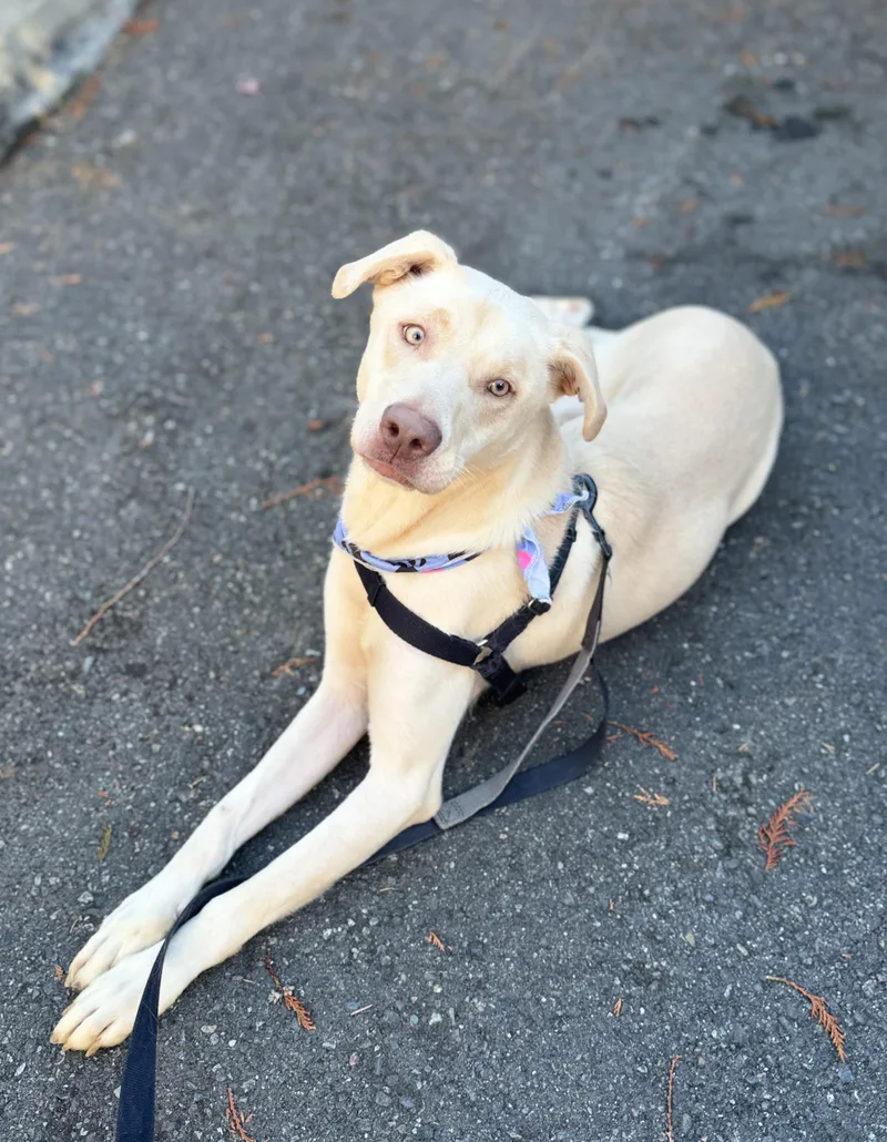 A young medium-sized male Apricot / Beige Labrador Retriever dog named Marley for adoption in lynnwood , WA