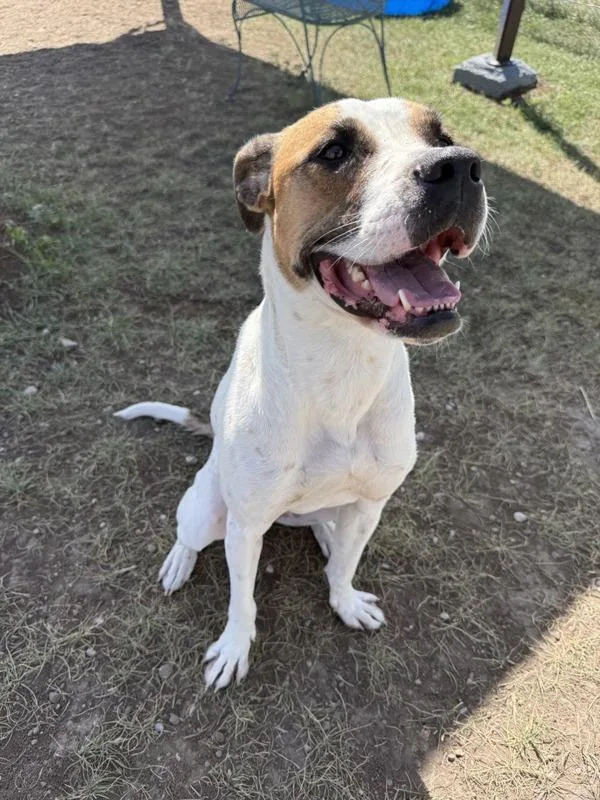 An adult medium-sized female Mixed Breed dog named Maple for adoption in Great Falls, MT