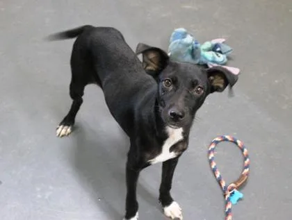 A young large-sized female Labrador Retriever dog named Suze for adoption in Picayune, MS
