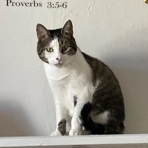 An adult medium-sized female Gray & White Domestic Short Hair cat named Pusheen for adoption in Bayonne, NJ
