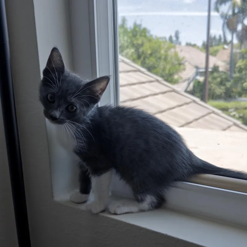 A baby small-sized female Gray / Blue / Silver Domestic Short Hair cat named Sparkle for adoption in Tustin, CA