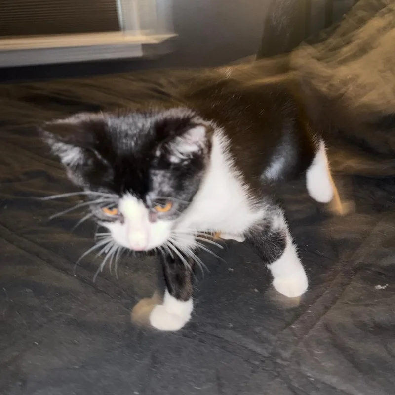A baby medium-sized male Black Domestic Short Hair cat named Latte for adoption in Medina, OH
