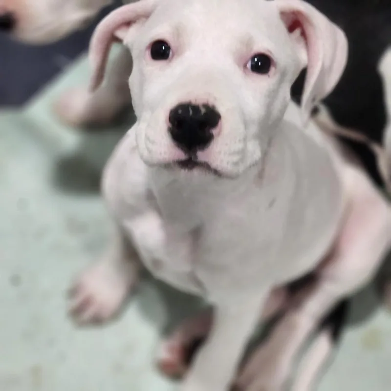 A baby large-sized female Pit Bull Terrier dog named Salfa for adoption in Walnutport, PA