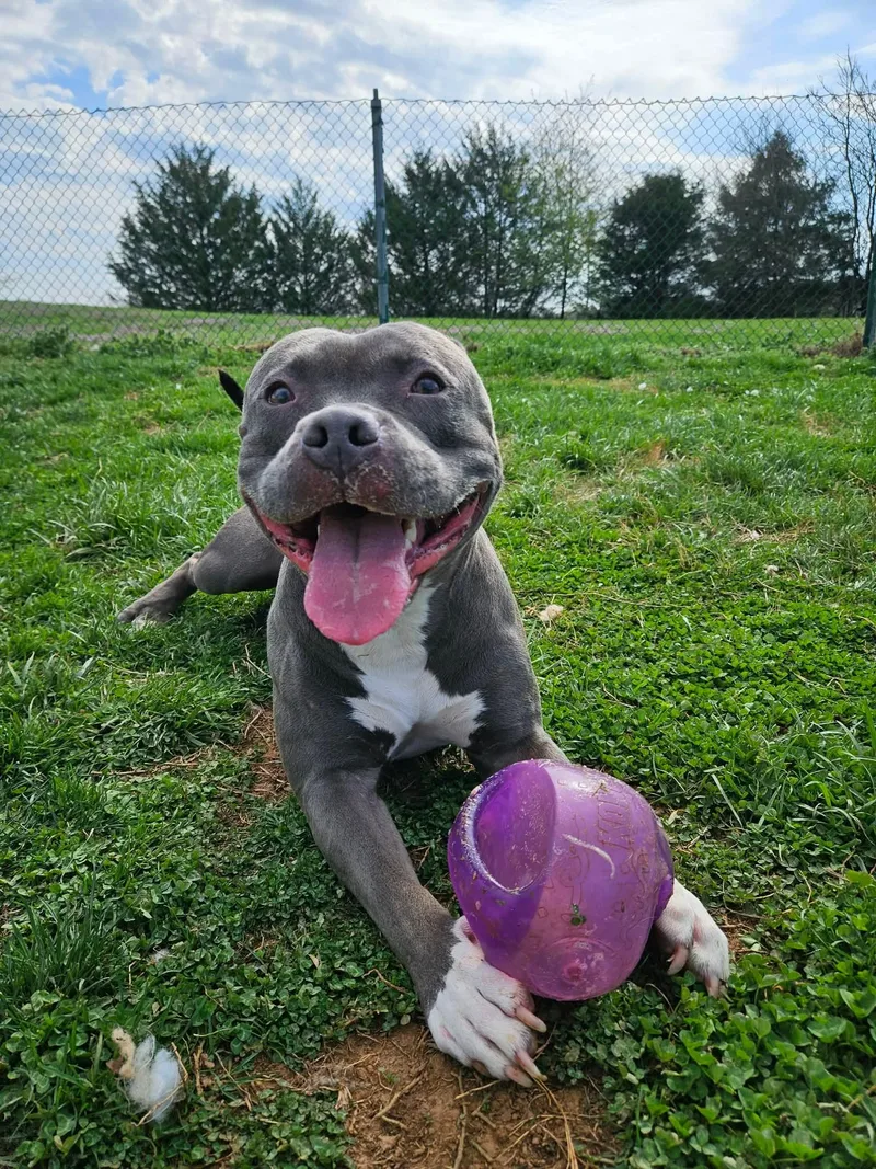 A young medium-sized male Gray / Blue / Silver Pit Bull Terrier dog named Ash for adoption in Culpeper, VA