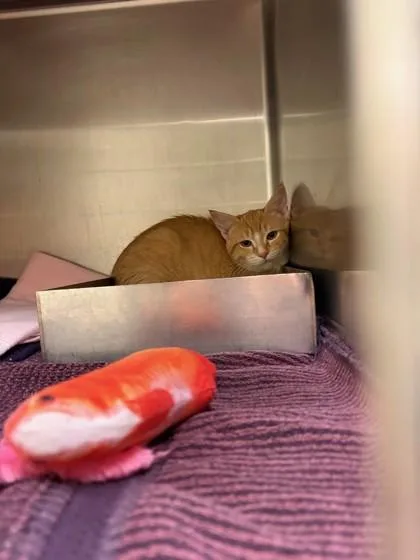 A baby medium-sized male Domestic Short Hair cat named ReggieBonded with Ricky for adoption in Baraboo, WI