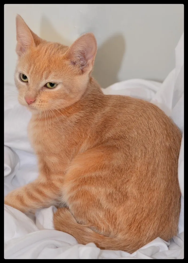 A baby small-sized female Tabby (Orange / Red) Domestic Short Hair cat named Autumn A for adoption in San Andreas, CA