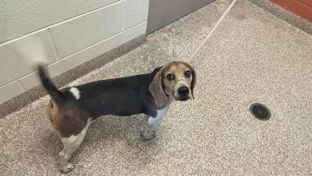 An adult small-sized female Beagle dog named Bagel for adoption in Pueblo, CO
