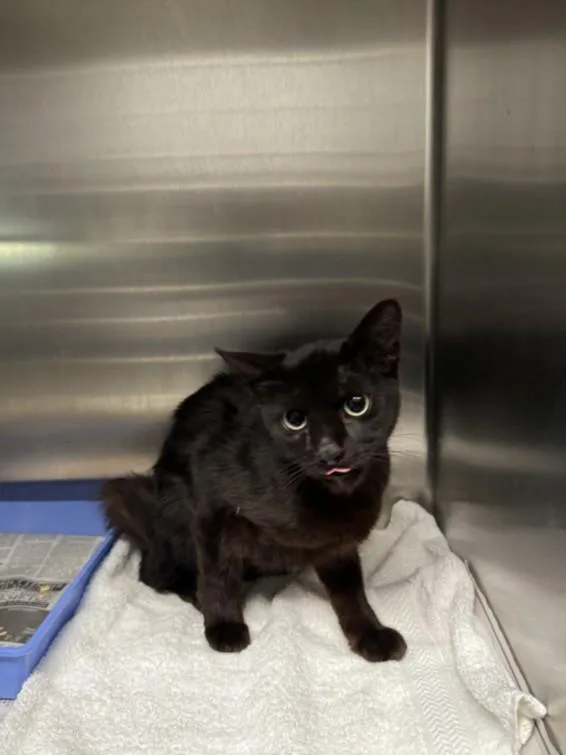 A young small-sized female Domestic Short Hair cat named Sunday for adoption in Los Angeles, CA