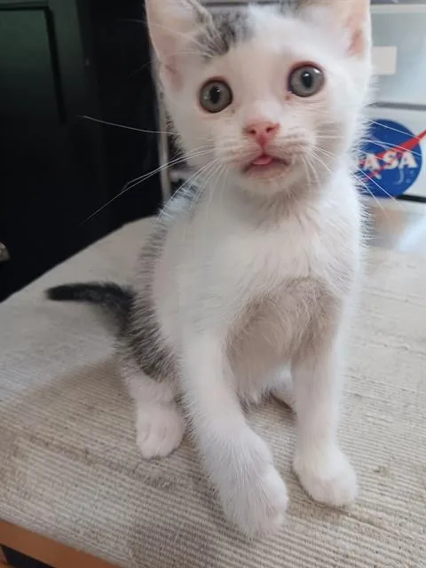 A baby small-sized male Domestic Short Hair cat named Leonardo for adoption in Tallahassee, FL