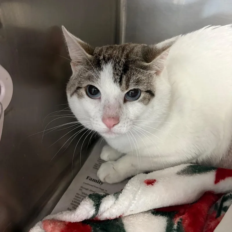 An adult small-sized male Domestic Short Hair cat named Moon for adoption in Brockton, MA
