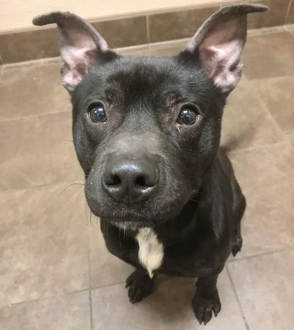 An adult medium-sized male Pit Bull Terrier dog named Victor for adoption in Des Moines, IA