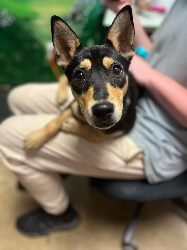 A baby medium-sized female Pit Bull Terrier dog named Clockout for adoption in New Braunfels, TX