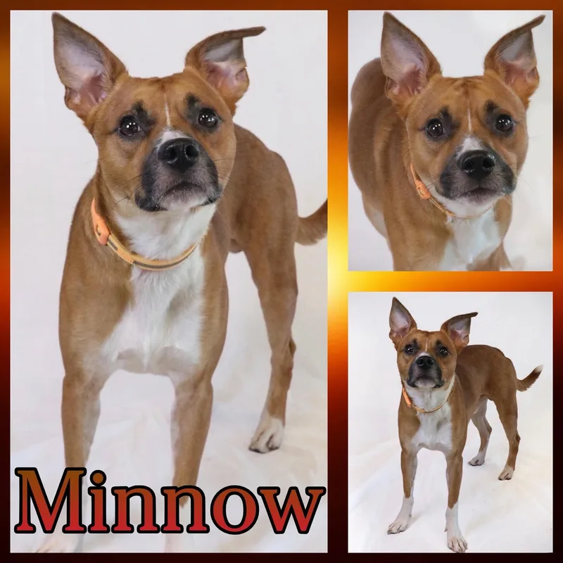 Minnow