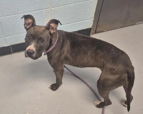 An adult medium-sized female Pit Bull Terrier dog named Pen for adoption in Lawrenceville, GA