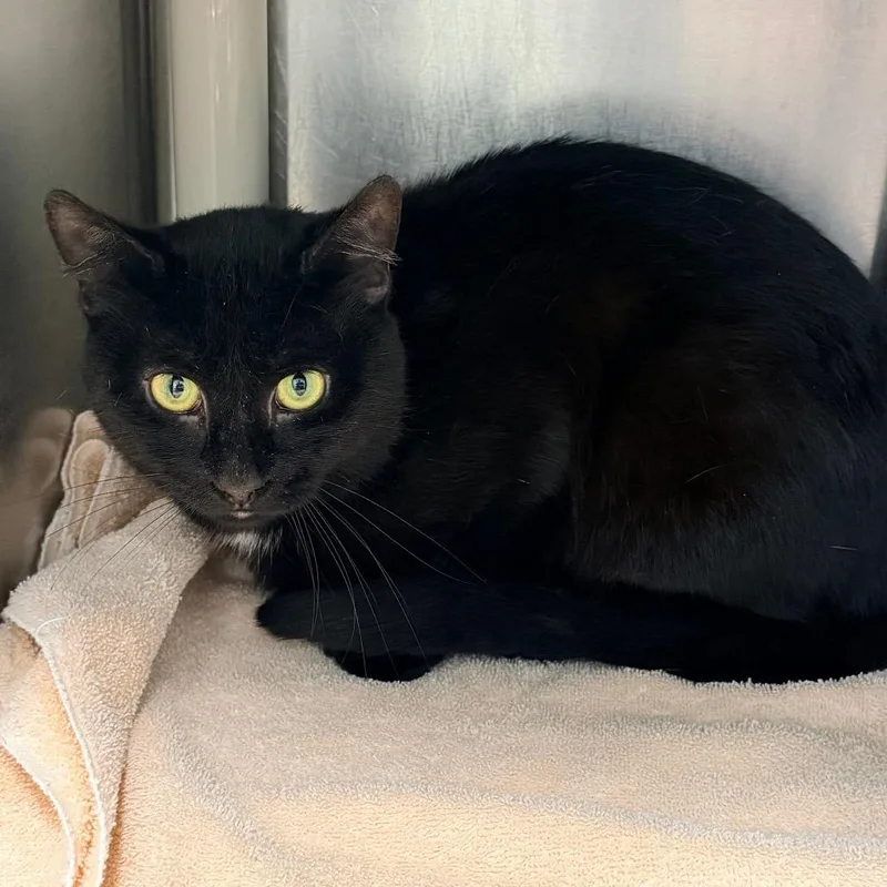 A young small-sized male Black Domestic Short Hair cat named Norman for adoption in Newark, NJ