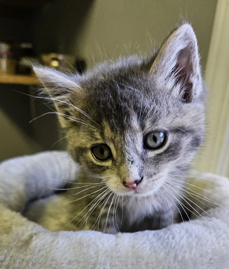 A baby small-sized male Gray / Blue / Silver Domestic Short Hair cat named Porcini for adoption in Brockport, NY