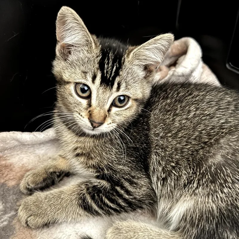 A baby small-sized female Brown / Chocolate Domestic Short Hair cat named Castle for adoption in Long Beach, CA