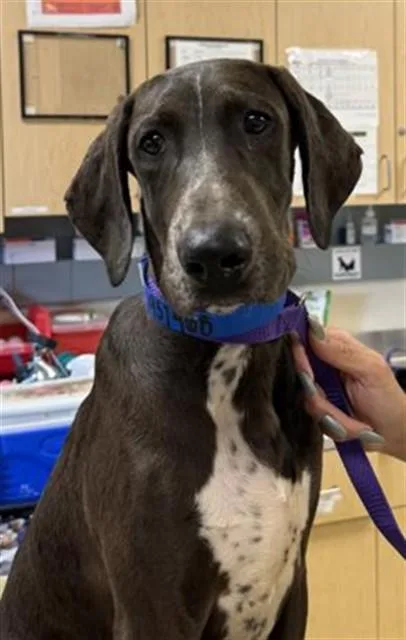 A baby small-sized male German Wirehaired Pointer dog named Huckleberry for adoption in Riverside, CA