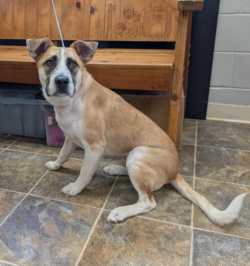 A young medium-sized male Yellow / Tan / Blond / Fawn Australian Cattle Dog / Blue Heeler dog named Freckles for adoption in Parsons, KS