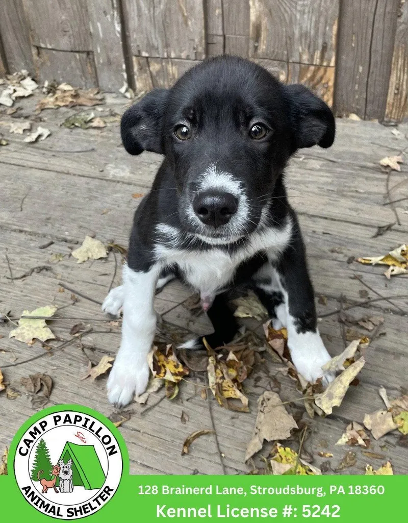 A young medium-sized male Mixed Breed dog named Miso for adoption in Stroudsburg, PA
