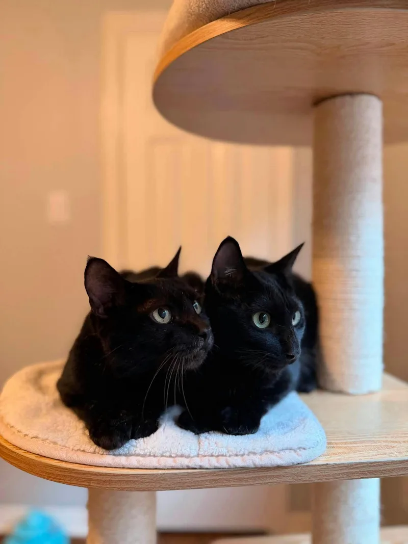 A young medium-sized female Black Domestic Short Hair cat named Lilo for adoption in Houston, TX