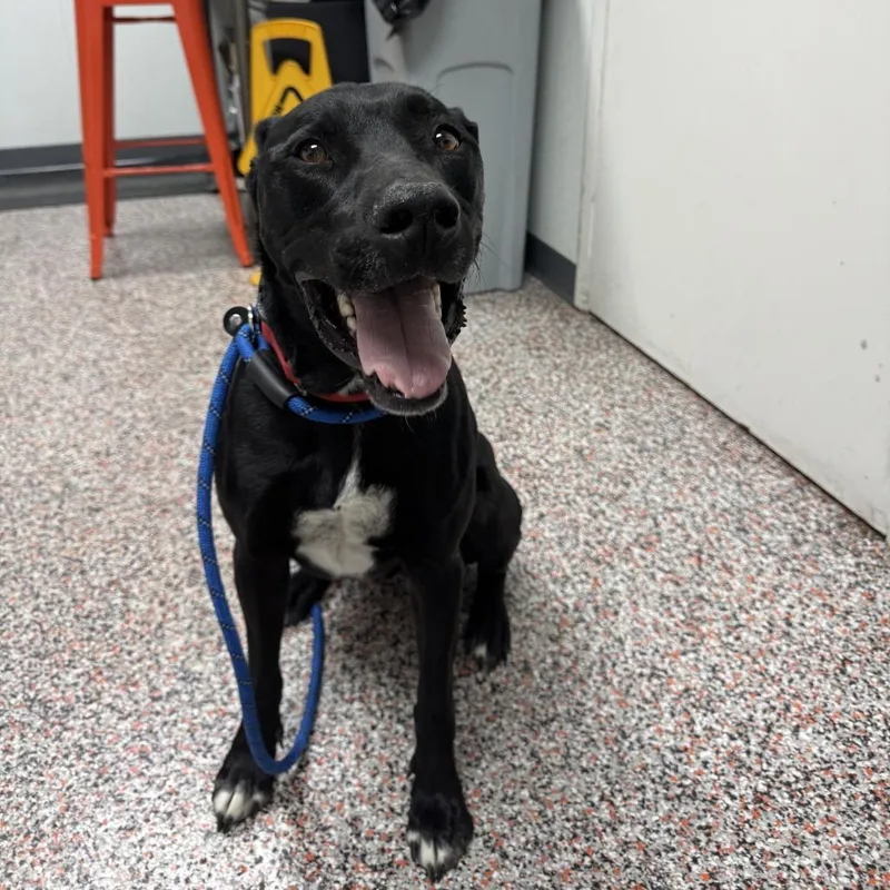 An adult medium-sized male Black Labrador Retriever dog named Santiago for adoption in Salt Lake City, UT