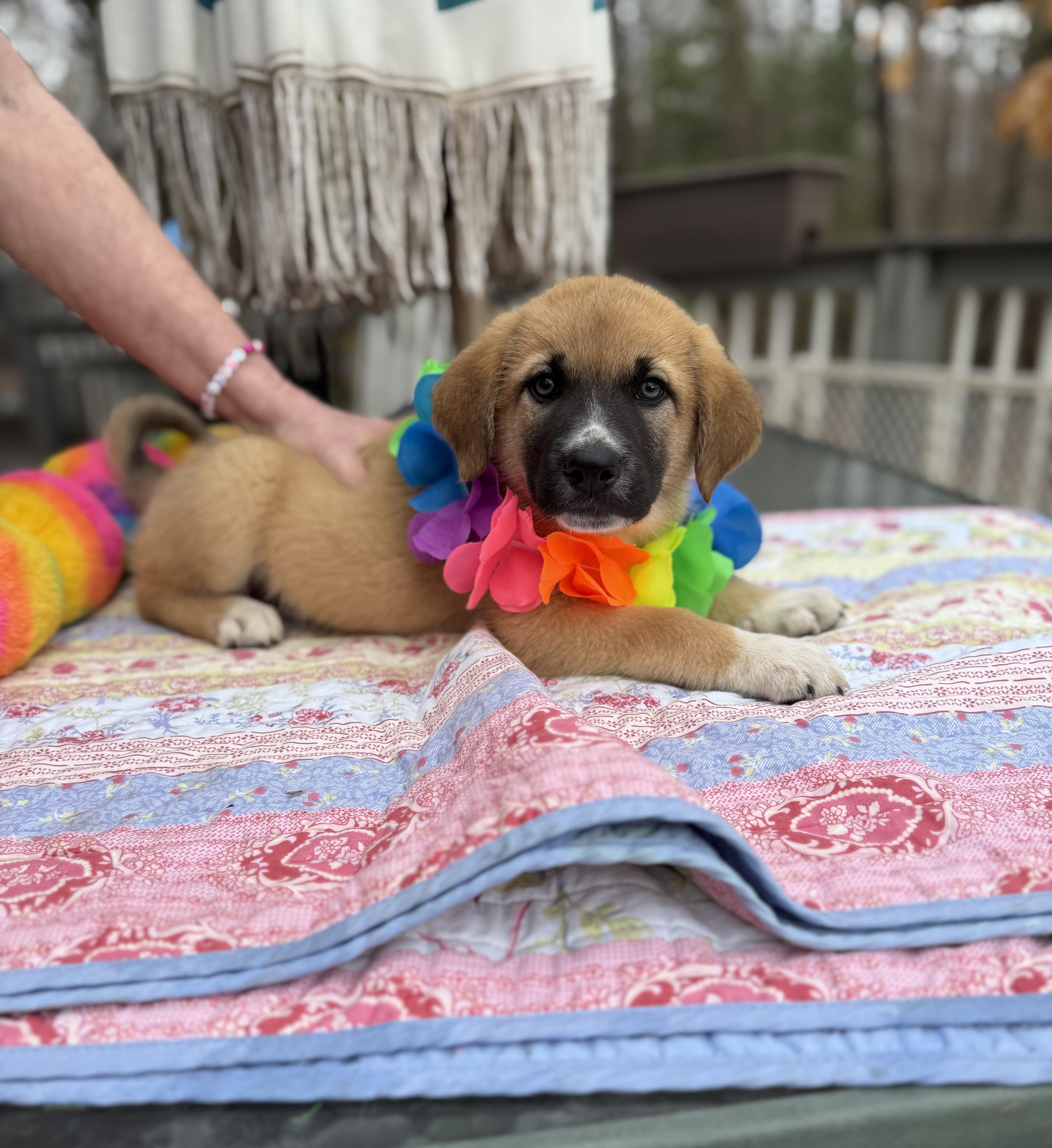 A baby medium-sized male Black German Shepherd Dog dog named Rusty for adoption in White Lake, MI