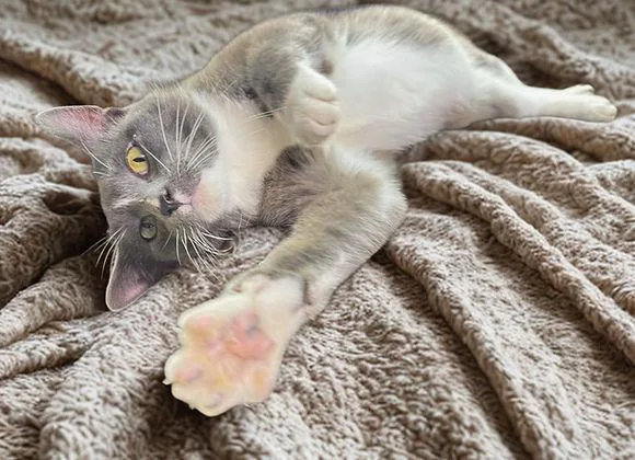 An adult medium-sized male Domestic Short Hair cat named Banjo for adoption in Knoxville, IA