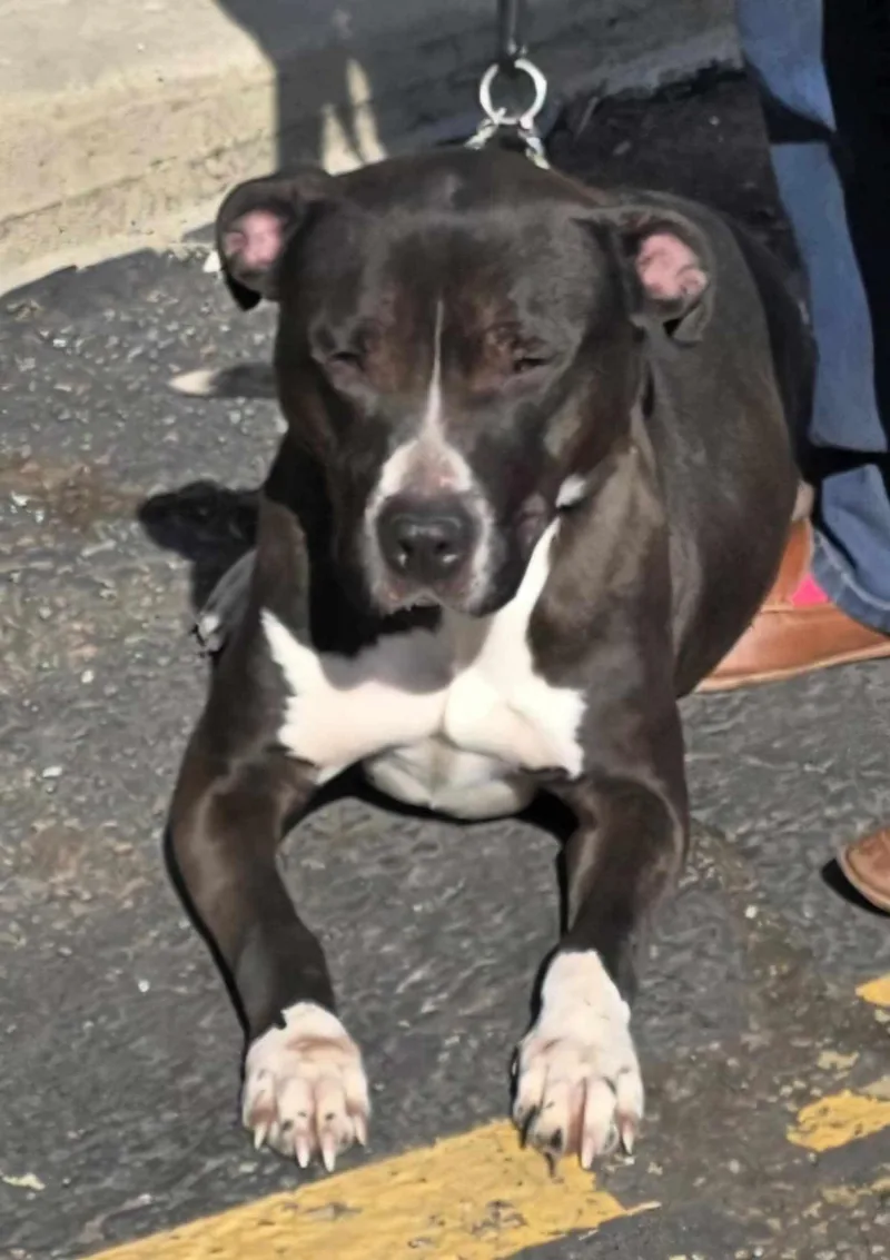 Winston Tuxedo thumbnail 3