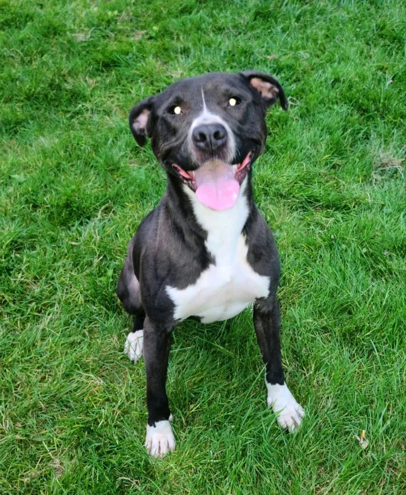 Winston Tuxedo thumbnail 6