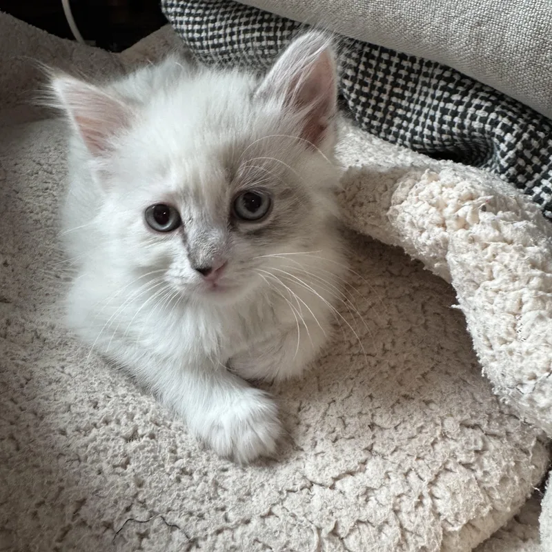 A baby medium-sized female White Domestic Long Hair cat named Blanca for adoption in Milwaukee, WI